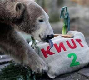 Berlin Bersalju, Beruang Kutub Mati di Bonbin