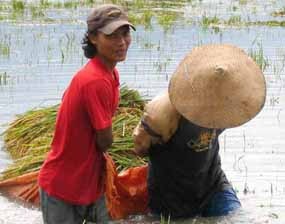 430 Hektar Padi DAS Bengawan Solo Terancam Puso