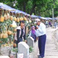 Nanas Simadu Tak Mudah Diduakan