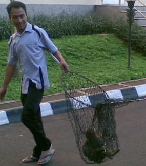 Mabes Polri Tangkapi Si Manis, Dibuang ke Cikeas 