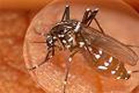 Puluhan Warga di Tiga Kecamatan Pacitan Diserang Chikungunya