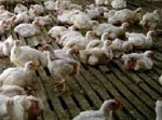 Positif Flu Burung, Puluhan Ayam Mati Mendadak