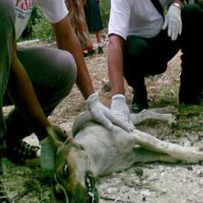 Bali Kekurangan 50 Ribu Vaksin Antirabies