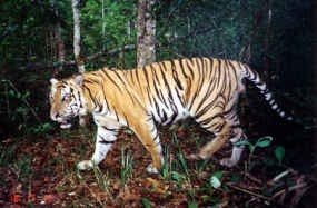 Hutan Riau Terbakar, Harimau Sumatera Masuk Perkampungan 
