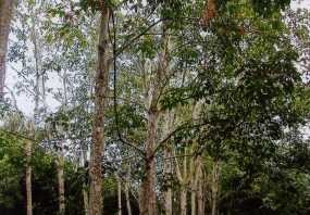 Ini Dia Pohon Beracun di Bandung!  