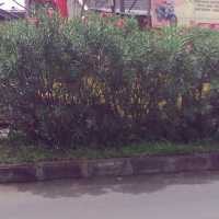 Distam Fokuskan Observasi di Taman-taman Aktif  