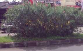 Pohon Beracun Hanya Ada di Median Jalan