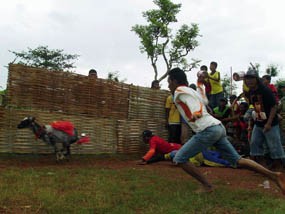 Panen Jagung, Warga Sumenep Gelar Karapan Kambing