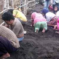 Warga Situbondo Berebut Butiran Emas di Pantai Gelung