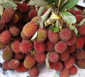 buah langka yang mirip dengan rambutan Si Rambo yang Langka 