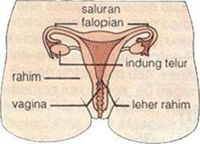 Satu Hari, Empat Wanita Terjangkit Kanker Serviks