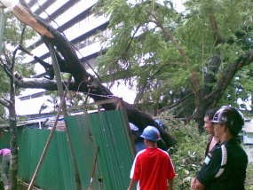 Pohon Tumbang Dievakuasi, Kuningan-Menteng Lancar Lagi