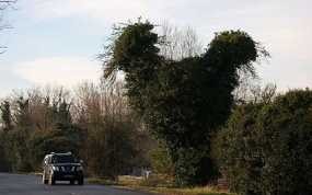 Pohon Ayam Bikin Pengendara Terkesima