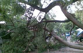 Braak! Pohon Tumbang di MT Haryono Timpa Avanza