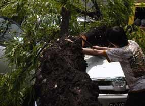 Tertimpa Pohon, Pemilik Avanza Bersyukur Selamat