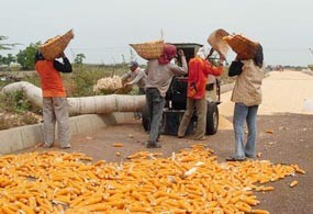 Panen Raya, Harga Jagung di Tuban Terjun Bebas