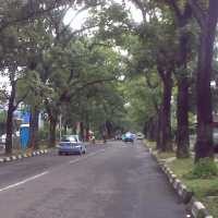Waspada Lalui Jalur Pohon Besar Saat Hujan  
