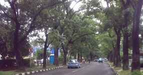 Waspada Lalui Jalur Pohon Besar Saat Hujan  