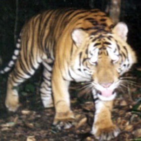 Tiga Harimau Cemaskan Warga Kabupaten Limahpuluhkota Sumbar