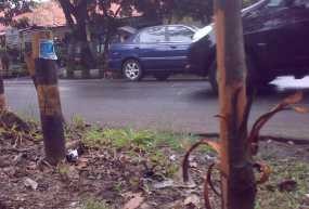 Puluhan Pohon yang Dikuliti Mulai Dirawat