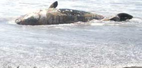 Ikan Paus Terdampar di Pantai Parangkusumo