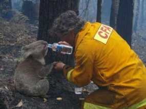 Selamatkan Koala, Petugas Pemadam Kebakaran Jadi Pahlawan