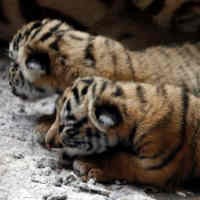 Bayi Harimau Putih Lahir di Bali Zoo