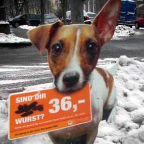 Hindari Gigitan Macan, Bayi Dinikahkan dengan Anjing