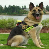 Tewaskan Anjing Polisi, Pria Dipenjara Hampir 4 Tahun