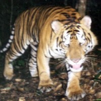 Dua Petani Riau Selamat Setelah Bertarung dengan Harimau