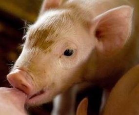 Seekor Babi Hanguskan Rumah