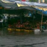 Berburu Sejuta Tanaman Hias