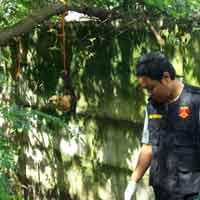 Belatung, Diduga Penyebab Terpisah dari Tubuh Korban