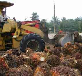 Jual Bibit Sawit Ilegal, WN Malaysia Ditangkap Dinas Perkebunan Riau