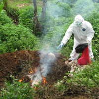 Puluhan Unggas di Bandung Positif Flu Burung