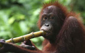 Wow, Orangutan Belajar Bersiul