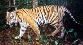  Dephut Segera Relokasi Warga