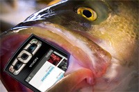 Wow, Seminggu di Perut Ikan, Ponsel Tetap Waras