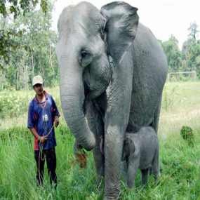 Melawan Gajah dengan Baskom dan Kayu Bakar