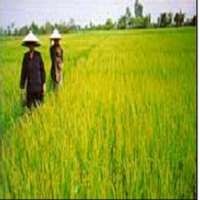 Harga Pangan Dunia Kembali Naik di Akhir 2009