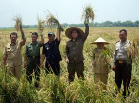 Ario Wijanarko Panen Raya di Sidoarjo
