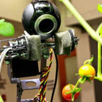 Robot Tukang Kebun Siap Pelihara Tomat