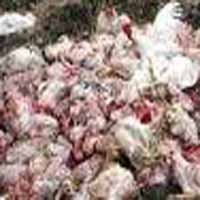Ratusan Ayam di 3 Desa Terinfeksi Flu Burung