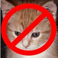 Awas, Kucing Masuk Mesin Mobil