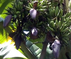 Pohon Pisang Bertandan Lima Hebohkan Warga Sumenep