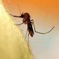 15 Kecamatan di Malang Endemis Malaria