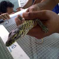 32 Koleksi Komodo di Bonbin Menetas 