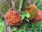 Cukup 2 Pohon Sawit, Dapur Anda Akan Ngebul Puluhan Tahun