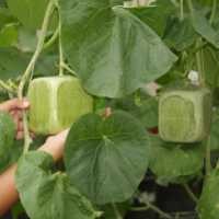 Harga Melon Kotak 10X Lipat dari Melon Biasa