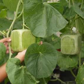 Ada Melon Berbentuk Kotak di Mekarsari! Ada Melon Berbentuk Kotak di Mekarsari!